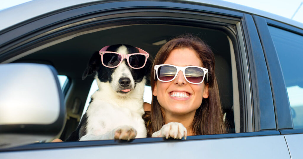 Distracted Driving Car Accidents Caused by Pets Pennsylvania Law Firm of Eckell Sparks
